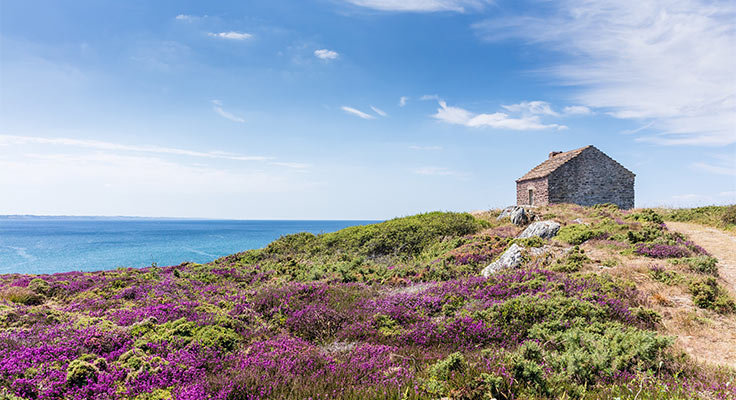 Maison au milieu d'un champ de bruyère sur le littoral de Bretagne